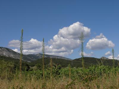 Garrigue-Landschaft